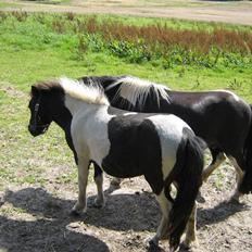 Shetlænder Villa (solgt)
