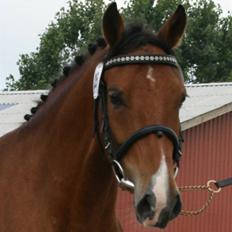 New Forest Bøgelunds Sarina NF 2078