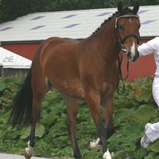 New Forest Bøgelunds Sarina NF 2078