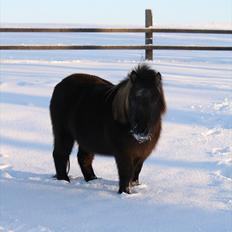 Shetlænder Jægergårdens Hikki