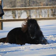 Shetlænder Jægergårdens Hikki