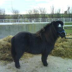 Shetlænder maskot gl passer