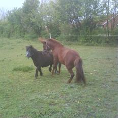 Shetlænder maskot gl passer