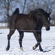Dansk Varmblod Pernille af Skovly*R.I.P*