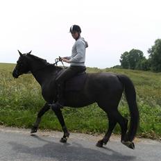 Dansk Varmblod Pernille af Skovly*R.I.P*