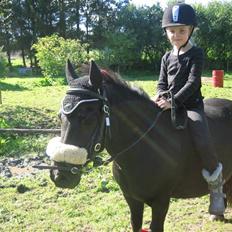 Shetlænder Lillevang´s Buller
