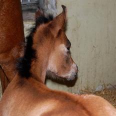 Arabisk fuldblod (OX) Al Aliyy Fahl - (*DØD)