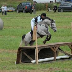 Dansk Varmblod Bakgårdens Samson R.I.P. :'( :'(