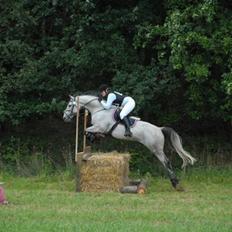 Dansk Varmblod Bakgårdens Samson R.I.P. :'( :'(