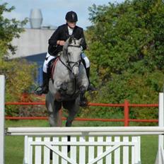 Dansk Varmblod Bakgårdens Samson R.I.P. :'( :'(