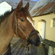 DSP Grønvang´s fleur