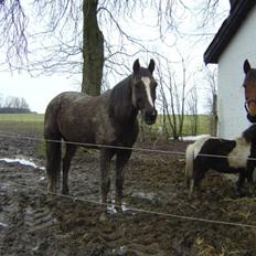 Traver Bobby Hallegård udlånt