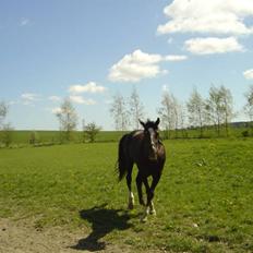 Traver Bobby Hallegård udlånt
