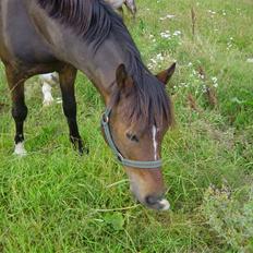 Welsh Cob (sec D) **Østervangs Avanti**<3