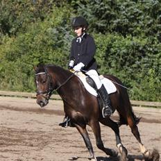 Welsh Cob (sec D) **Østervangs Avanti**<3