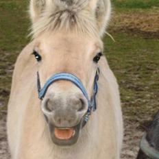 Fjordhest Stella*givet til moster* 