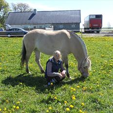 Fjordhest Stella*givet til moster* 