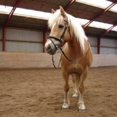 Haflinger stella nova