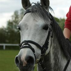 Anden særlig race Kes-esmee *Kiksen*~Solgt