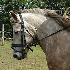 Islænder /Blanding Bamse(rim-faxe)