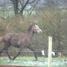 Islænder /Blanding Bamse(rim-faxe)