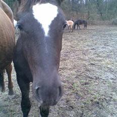 Trakehner Madam Mim