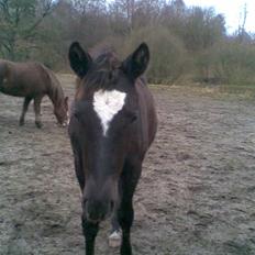 Trakehner Madam Mim