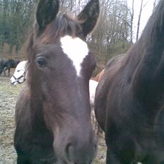 Trakehner Madam Mim