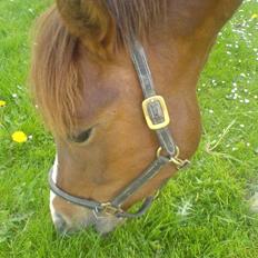 New Forest Sirocco *R.I.P*