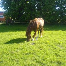 New Forest Sirocco *R.I.P*