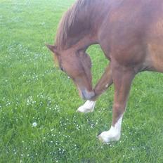 New Forest Sirocco *R.I.P*