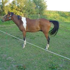 Pinto ** Gnist  208333200504162