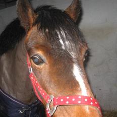 Anden særlig race juni venture