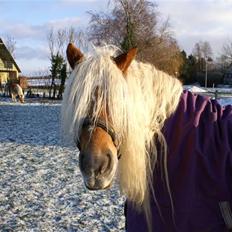 Haflinger JULIANE Á ROSENDAL