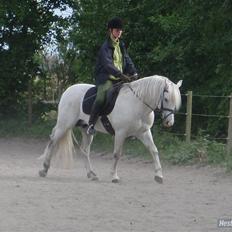 New Forest Firfod Firspring