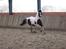 Pinto Kiara *Gammel part* - Kiara; i fuld galop