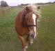 Haflinger Alf