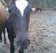 Trakehner Madam Mim