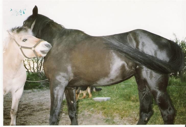 Traver jane bonita billede 7