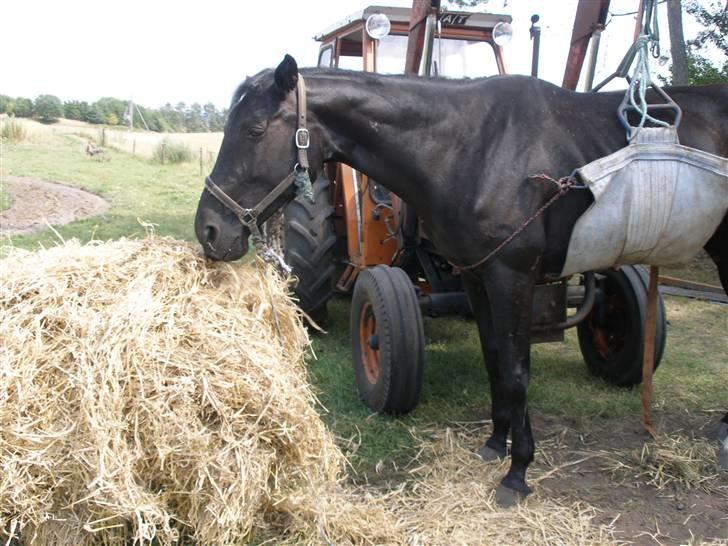 Traver jane bonita billede 8