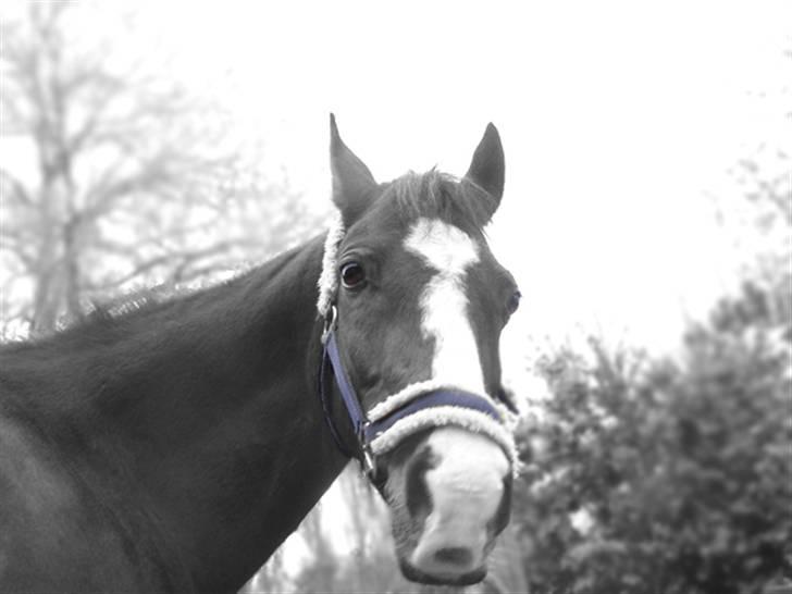 Connemara Sylvia | RIDER IKKE MERE - Howdy! Husk en kommentar+bedømmelse! | Foto: Mig | MÅ IKKE KOPIERES | billede 1