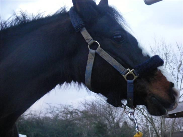 Connemara Sylvia | RIDER IKKE MERE - D. 27/2 - 09! Sylle på vej ind i boksen. | Foto: Mig | MÅ IKKE KOPIERES | billede 2