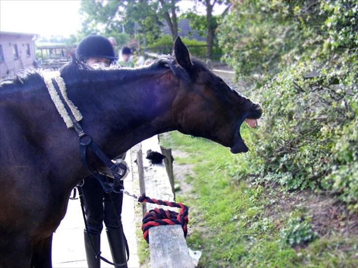 Connemara Sylvia | RIDER IKKE MERE - Hihi Sylvia blev vist lidt træt | Foto: Min mor | MÅ IKKE KOPIERES! billede 4