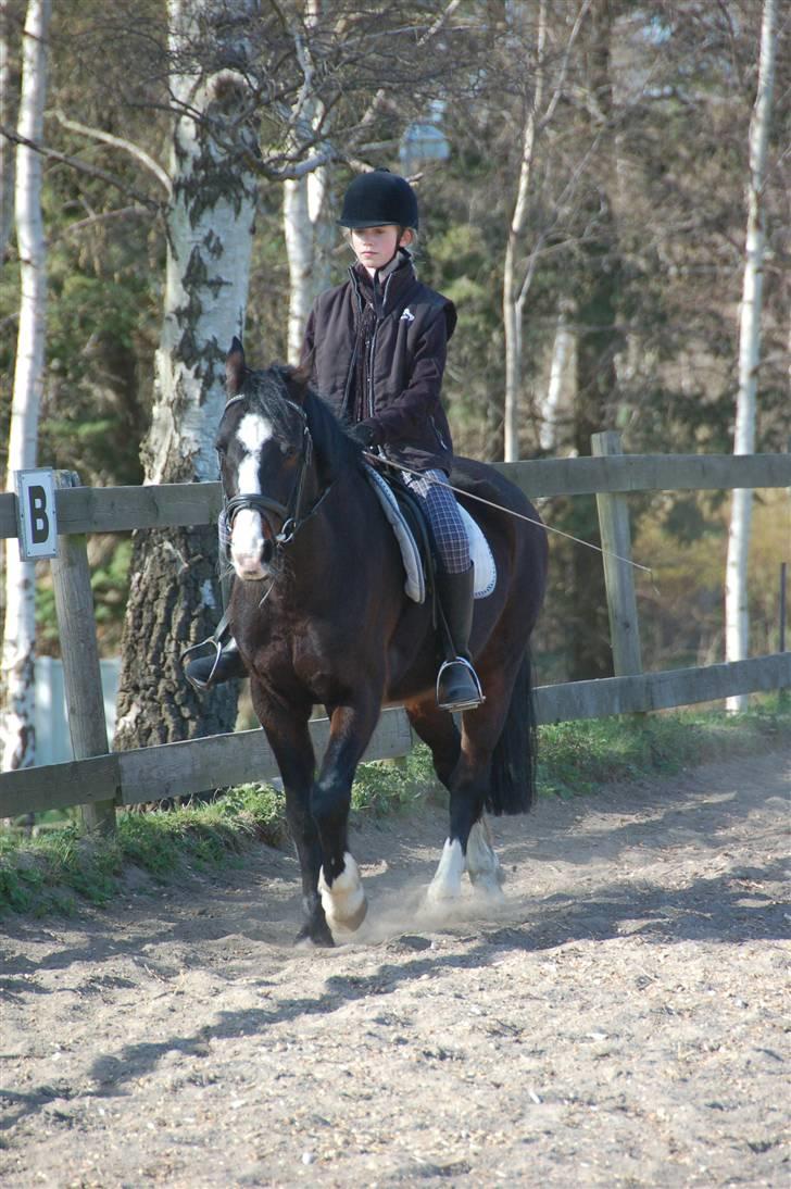 Connemara Sylvia | RIDER IKKE MERE - NYT! D. 17/4 -09: Varmer op (x Foto: Min Far billede 5