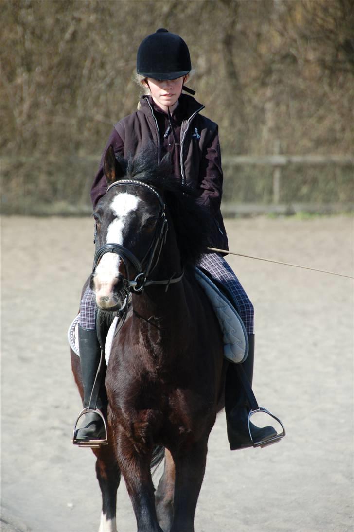 Connemara Sylvia | RIDER IKKE MERE - NYT! D. 17/4 09: Soo cool, eller det er sylle i hvert fald<3(: Foto: Min Far billede 6