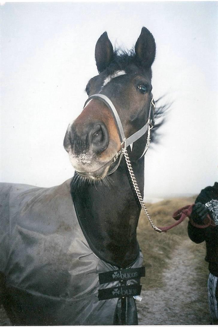 Dansk Varmblod Heslegård's Ludvig - Lige et hurtigt profil billede. =)  billede 1