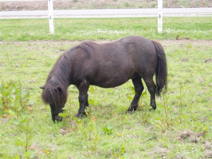 Shetlænder Mimmi - Mmm.., Græs.., :D billede 10