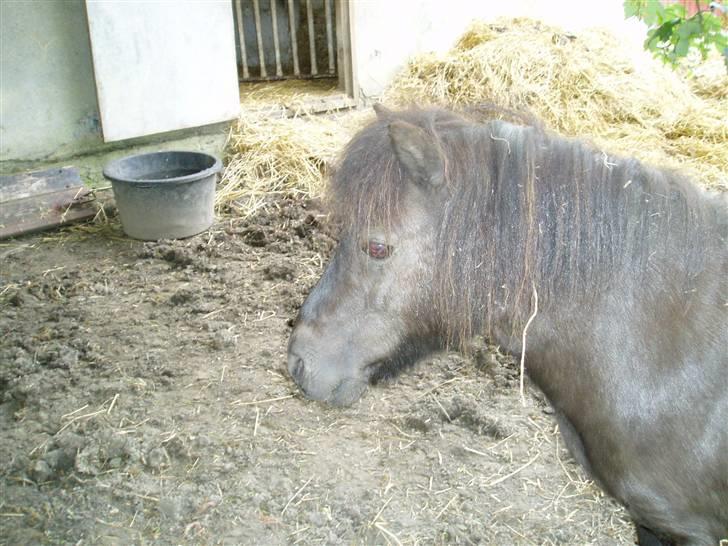 Shetlænder Mimmi - Smukke, tykke mimmi.., ;D billede 11