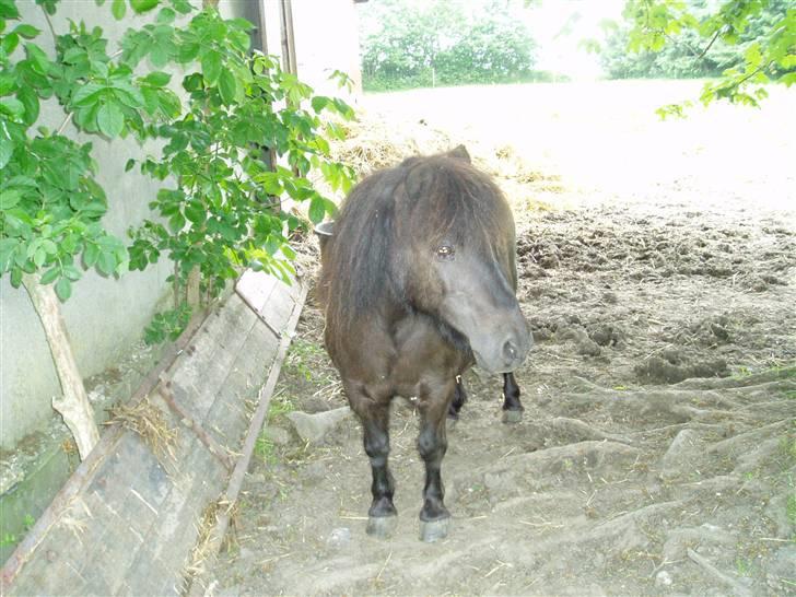 Shetlænder Mimmi - Fotomodel.., ;b billede 12