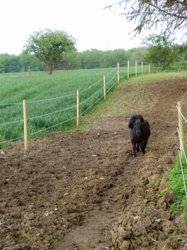 Shetlænder Mimmi - Hyp hyp.., Det går dæælen strækt.., ;b billede 13